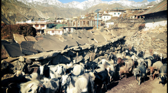 Chèvre au village de Nako - Voyage moto du Kinnaur au Spiti, Himachal pradesh, Inde, Himalaya