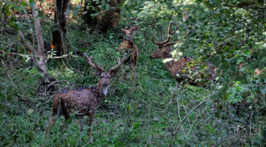 road-trip-moto-voyage-inde-sud-royal-enfield-kerala-karnataka-tamil-nadu-cerfs