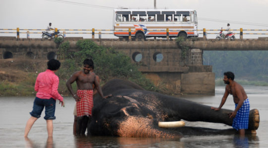 road-trip-moto-voyage-inde-sud-royal-enfield-kerala-karnataka-tamil-nadu-elephant-bus