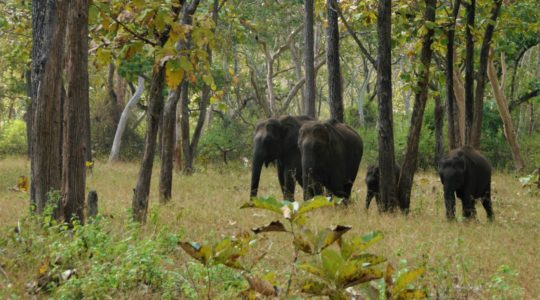 road-trip-moto-voyage-inde-sud-royal-enfield-kerala-karnataka-tamil-nadu-elephant-foret