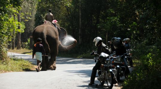 road-trip-moto-voyage-inde-sud-royal-enfield-kerala-karnataka-tamil-nadu-elephant-route