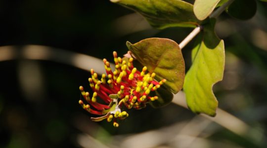 road-trip-moto-voyage-inde-sud-royal-enfield-kerala-karnataka-tamil-nadu-fleur (2)