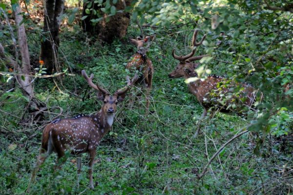 road-trip-moto-voyage-inde-sud-royal-enfield-kerala-karnataka-tamil-nadu-cerfs