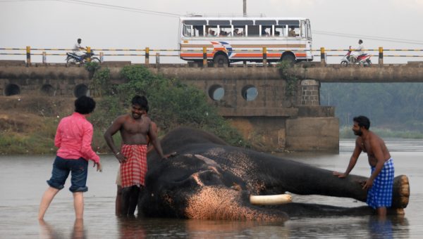 road-trip-moto-voyage-inde-sud-royal-enfield-kerala-karnataka-tamil-nadu-elephant-bus