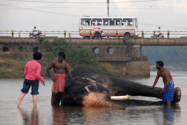 road-trip-moto-voyage-inde-sud-royal-enfield-kerala-karnataka-tamil-nadu-elephant-bus