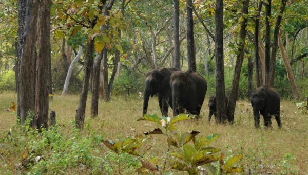 road-trip-moto-voyage-inde-sud-royal-enfield-kerala-karnataka-tamil-nadu-elephant-foret