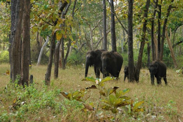road-trip-moto-voyage-inde-sud-royal-enfield-kerala-karnataka-tamil-nadu-elephant-foret