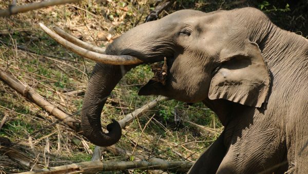 road-trip-moto-voyage-inde-sud-royal-enfield-kerala-karnataka-tamil-nadu-elephant