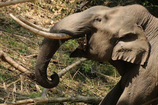 road-trip-moto-voyage-inde-sud-royal-enfield-kerala-karnataka-tamil-nadu-elephant