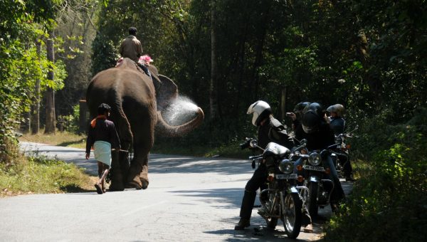 road-trip-moto-voyage-inde-sud-royal-enfield-kerala-karnataka-tamil-nadu-elephant-route