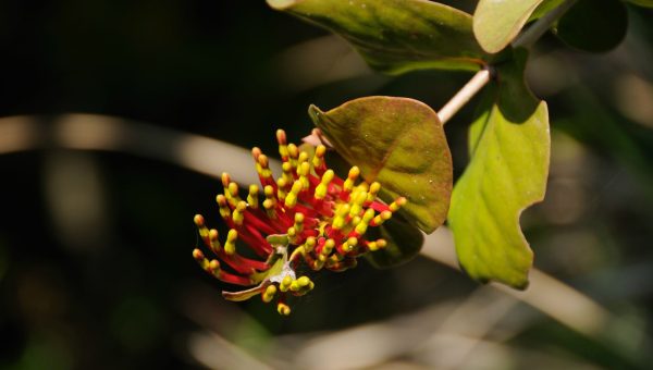 road-trip-moto-voyage-inde-sud-royal-enfield-kerala-karnataka-tamil-nadu-fleur (2)