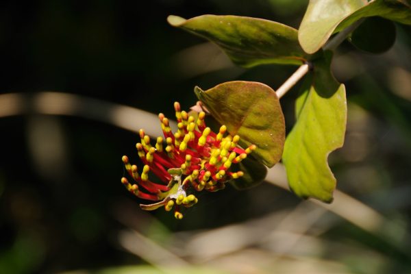 road-trip-moto-voyage-inde-sud-royal-enfield-kerala-karnataka-tamil-nadu-fleur (2)