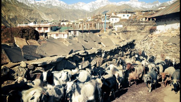Chèvre au village de Nako - Voyage moto du Kinnaur au Spiti, Himachal pradesh, Inde, Himalaya