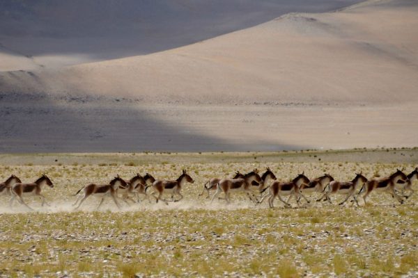 Kyang au lac Tsokar - Voyage moto au coeur du Ladakh, Inde, Himalaya