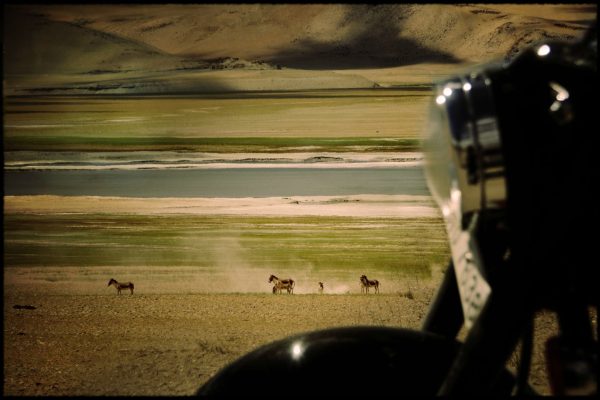 Royal enfield et Kyang au lac Tsokar - Voyage à moto Transhimalayenne et Ladakh, Inde, Himalaya