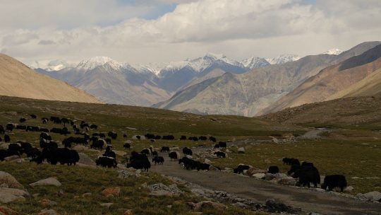 voyage-moto-ladakh-zanskar-inde-royal-enfield (44)