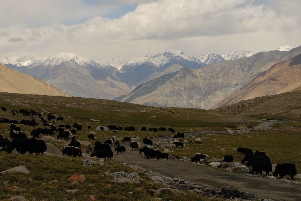 voyage-moto-ladakh-zanskar-inde-royal-enfield (44)