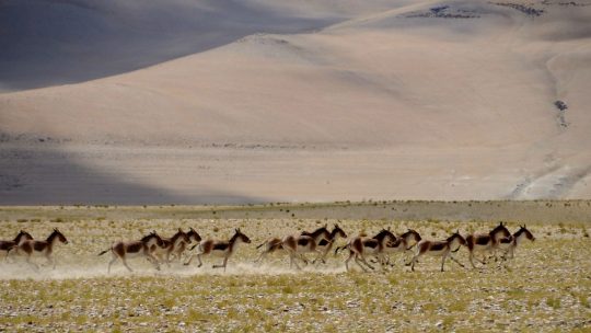 voyage-moto-ladakh-zanskar-inde-royal-enfield (62)