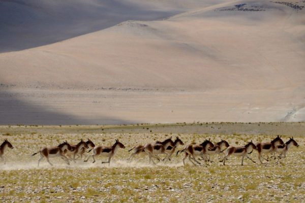 voyage-moto-ladakh-zanskar-inde-royal-enfield (62)